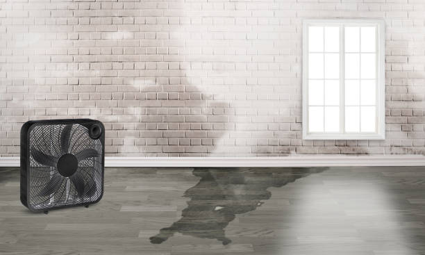 Best Professional water damage repair  in East York, PA